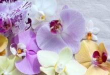 Как ухаживать за орхидеями