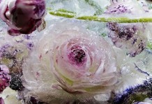 Цветы закованные в лёд