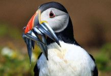 Атлантический тупик — интересная морская птица