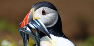 Атлантический тупик — интересная морская птица