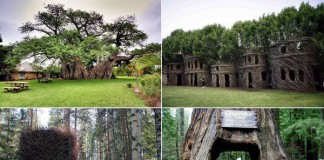 5 необычных сооружений в гигантских деревьях