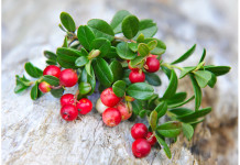 Чудо-ягода брусника