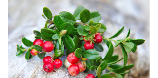 Чудо-ягода брусника