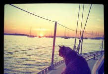 25 испорченных кошек, живущих роскошной жизнью, о которой мы можем только мечтать