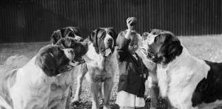 11 фактов о собаках-спасателях