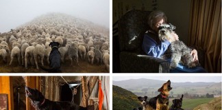 Собачья работа. Четвероногие, которые не зря едят свой хлеб