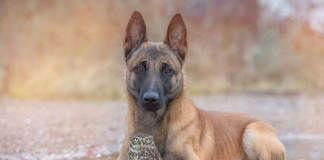 Трогательная дружба совы и собаки