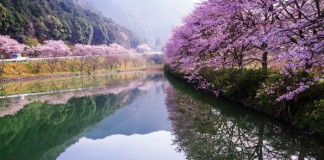 В Японии начался сезон цветения сакуры