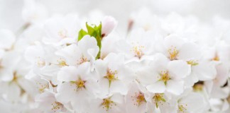 Красивые цветущие деревья