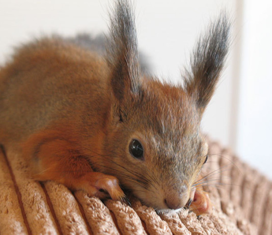 История жизни спасенного раненого бельчонка