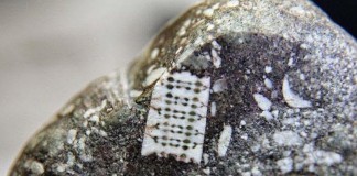 В России найден микрочип возрастом 250 млн. лет Микрочип возрастом 250 млн. лет, Россия