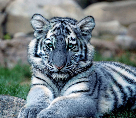 26 исчезающих пород диких кошек Мальтийский тигр