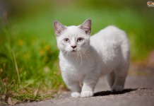 Манчкин — удивительная порода кошек