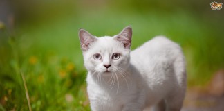 Манчкин — удивительная порода кошек