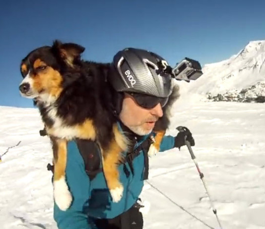 Отважный Пес — горнолыжник, видео