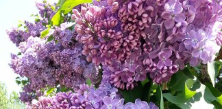 Сиреневый сад — весна 2015 г.