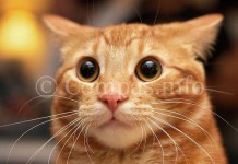 Кошачий остров