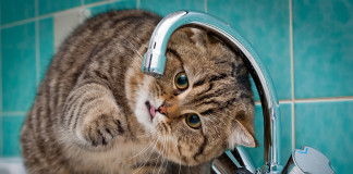 Роскошные фотосессии кошек от фотографа memberx