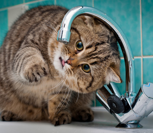 Роскошные фотосессии кошек от фотографа memberx