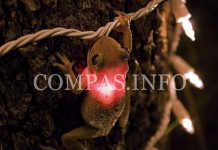 Удивительные представители жабьего мира