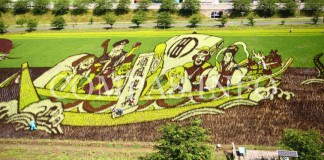 Живые картины на рисовых полях Японии