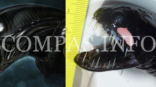 Интересности