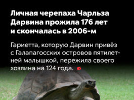 Из мира природы: грозная черная американская оса, черепахи-долгожительницы Гариэтта (176 лет) и Адвайта (200 лет) Черепаха Дарвина - Гариетта, прожила 176 лет