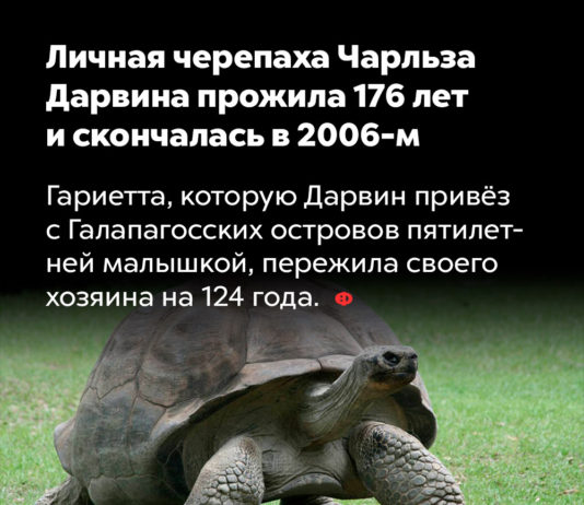 Из мира природы: грозная черная американская оса, черепахи-долгожительницы Гариэтта (176 лет) и Адвайта (200 лет) Черепаха Дарвина - Гариетта, прожила 176 лет