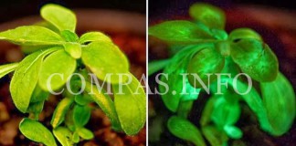 Необычные истории