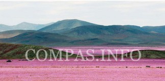 Зацвела пустыня Атакама в Чили — самая сухая неполярная пустыня на Земле