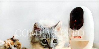 Робот для домашних животных не даст питомцу заскучать, пока хозяина нет дома