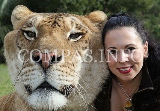 Несколько историй о животных и о технике