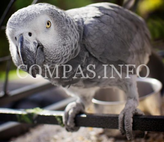 Спасение шмеля! Попугай Нкиси знает 950 слов, золотые планшеты iPad в номерах отеля Бурдж Аль Араб в Дубае…