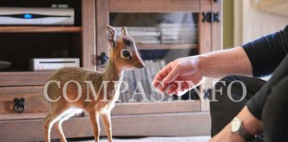 Из жизни животного мира