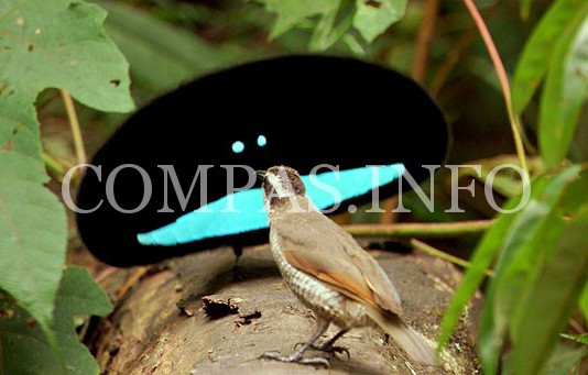 Малоизвестные животные