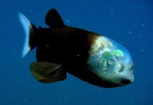 Необычная рыба с прозрачной головой