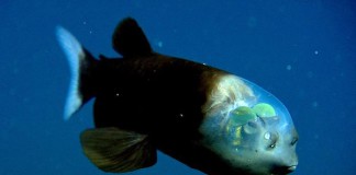 Необычная рыба с прозрачной головой