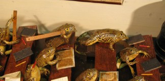 Добро пожаловать во Фроггилэнд