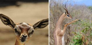 Антилопа, которая может прожить все лето без воды