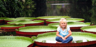 Виктория амазонская, гигантская водная лилия