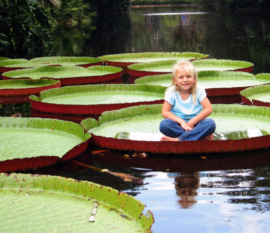 Виктория амазонская, гигантская водная лилия