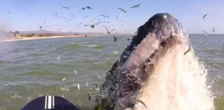 Серфингистка с флейтой приманила кита очаровательной мелодией