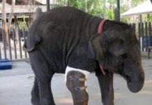 Слонихе установили самый большой в мире протез