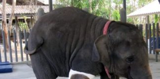 Слонихе установили самый большой в мире протез