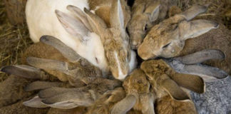 Кролики для сельского хозяйства опаснее саранчи