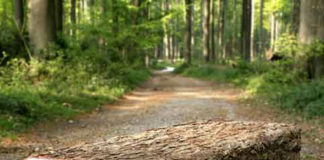 Деревья с квадратными стволами в кратере вулкана