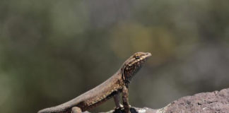 Зачем ящерицы отжимаются