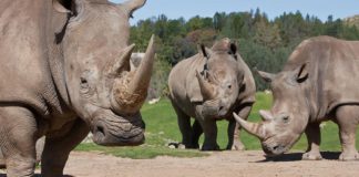 Белые носороги, которых осталось лишь три особи во всем мире