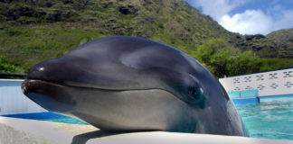 Вольфин, гибрид касатки и дельфина