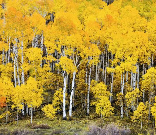Пандо — самое большое растение в мире